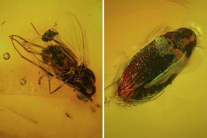 Detailed Fossil Fly, Springtail And Beetle In Baltic Amber #84649
